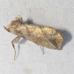 Pseudeva purpurigera