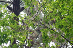 Coccothraustes abeillei