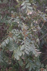 Hippobromus pauciflorus