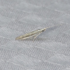 Coleophora borea