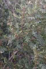Hippobromus pauciflorus