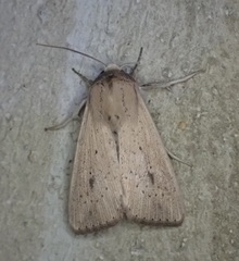 Leucania inconspicua