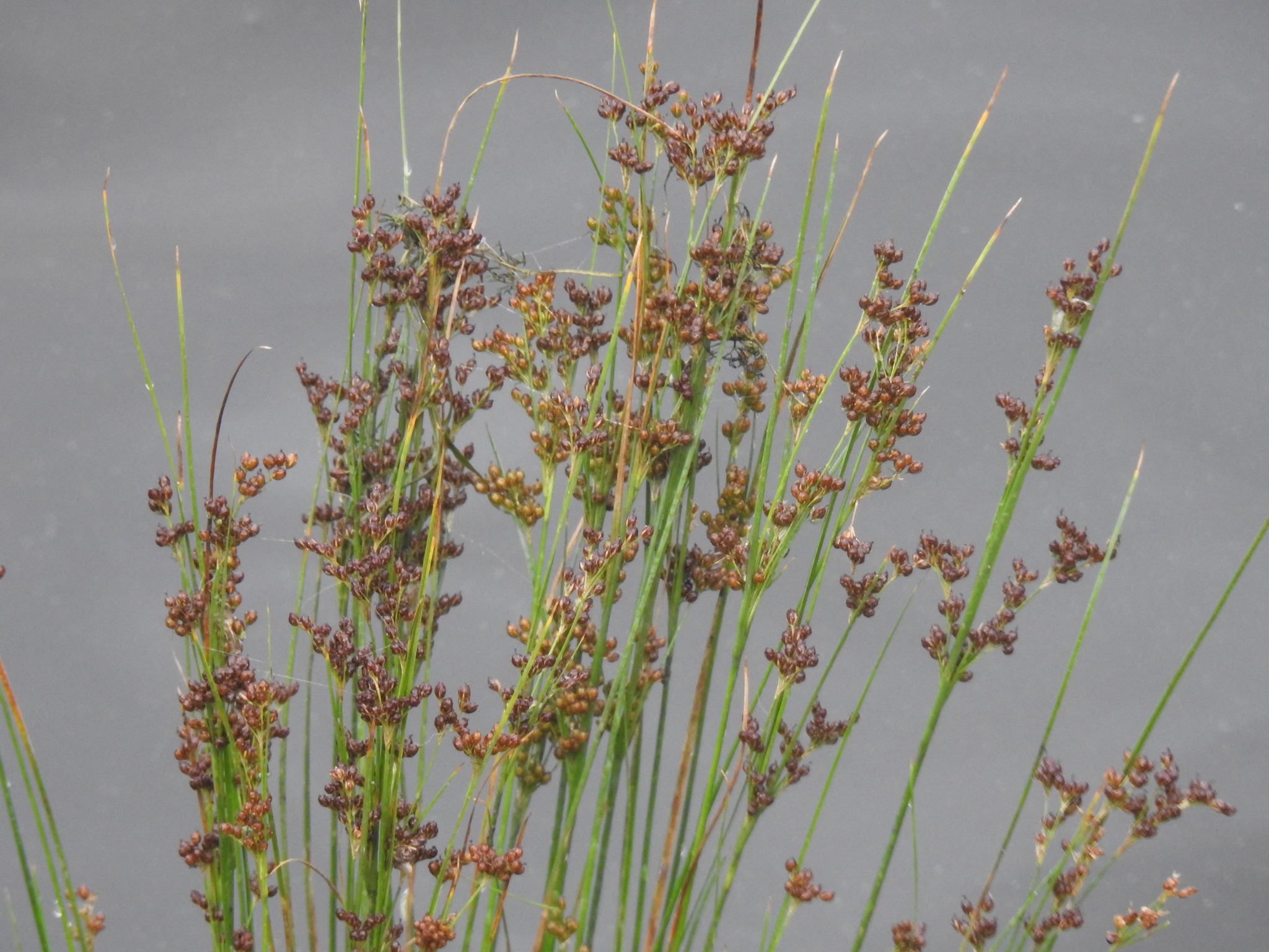 Juncus compressus