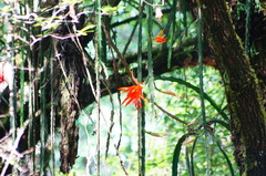 Heliocereus speciosus