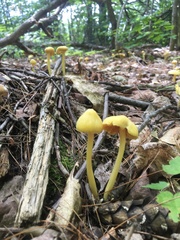 Entoloma murrayi