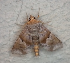 Radara nealcesalis