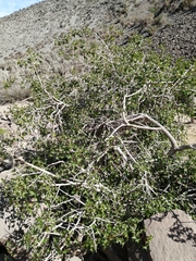 Vasconcellea chilensis