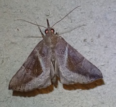 Hypena subidalis