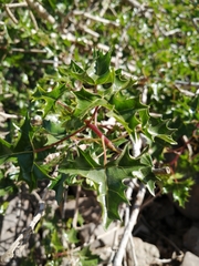 Vasconcellea chilensis