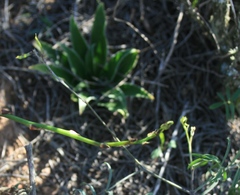 Chlorophytum crispum