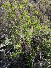 Vasconcellea chilensis