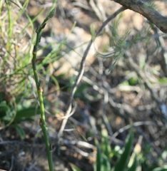 Chlorophytum crispum