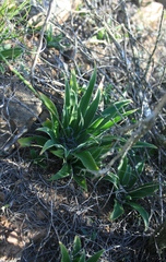 Chlorophytum crispum