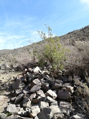 Vasconcellea chilensis