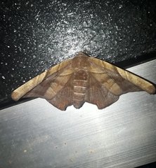 Episparis tortuosalis