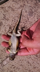 Sceloporus aureolus