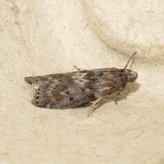 Sciota virgatella