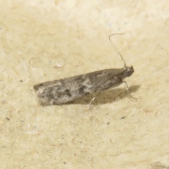 Sciota virgatella