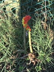 Arum italicum