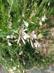 Oenothera lindheimeri