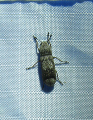 Ozotomerus japonicus