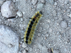 Lophocampa ingens