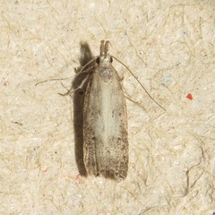 Dichomeridinae