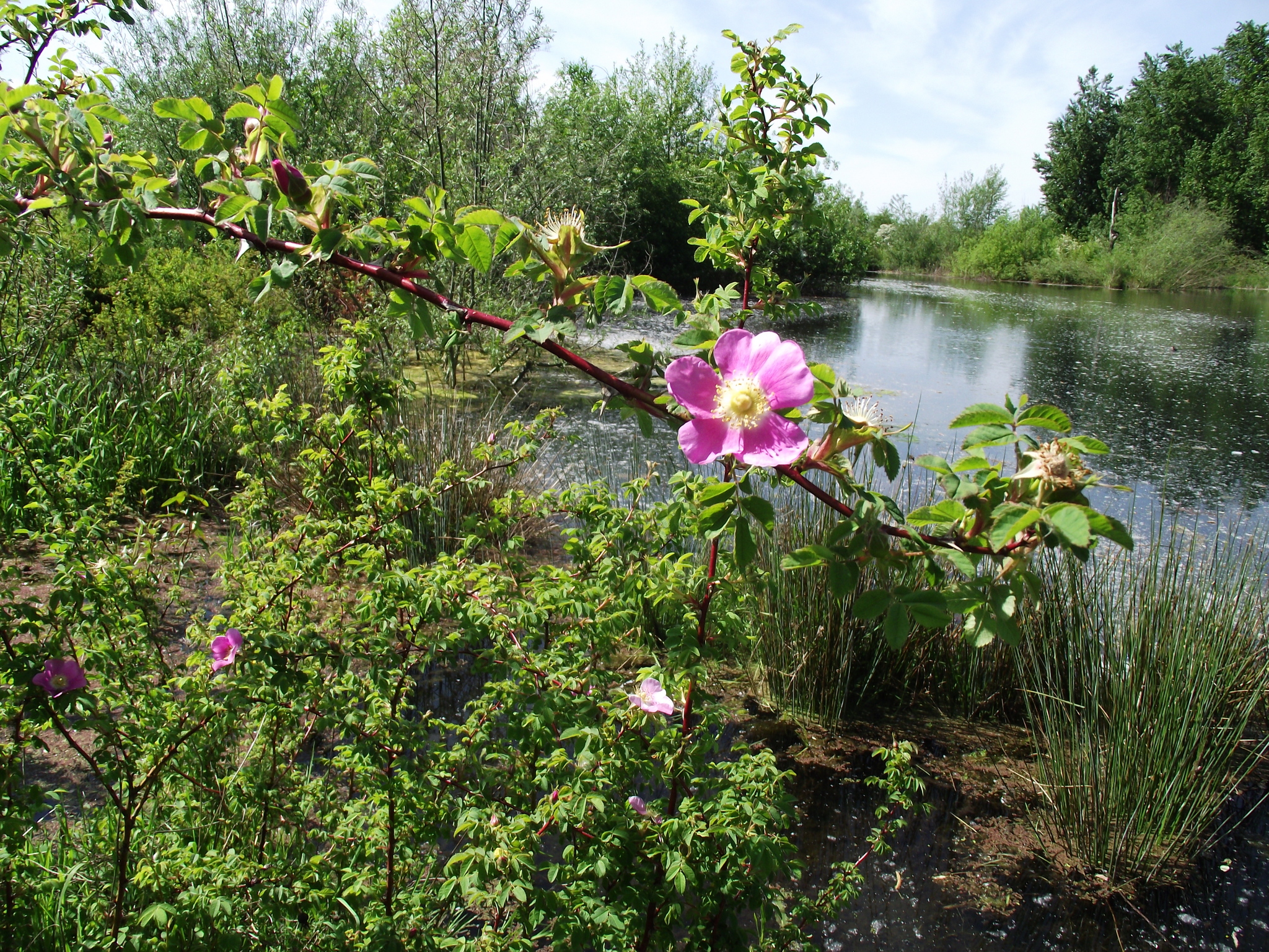 Rosa nutkana ssp. nutkana