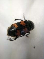 Nicrophorus