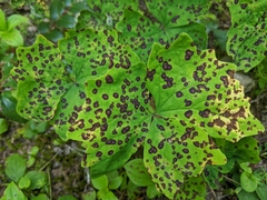 Ascochyta