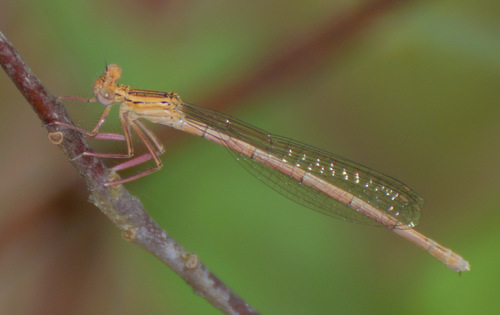 Baltakojė strėliukė nuotrauka
