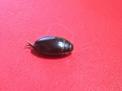 Thermonectus basillaris