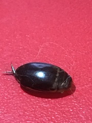 Thermonectus basillaris