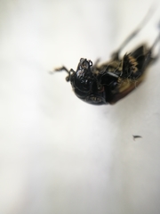 Nicrophorus