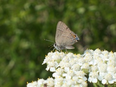 Satyrium favonius