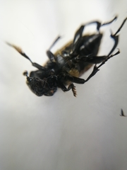 Nicrophorus