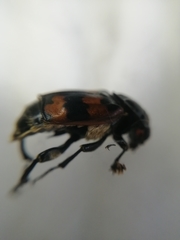 Nicrophorus