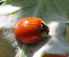 Harmonia axyridis