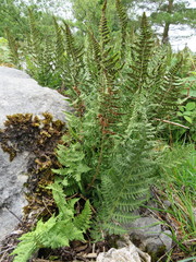 Dryopteris oreades