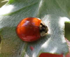 Harmonia axyridis