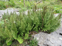 Dryopteris oreades