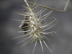 Echinopepon wrightii