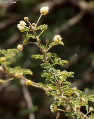 Acacia pachyceras