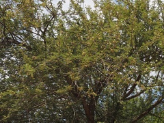 Acacia pachyceras