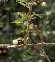 Acacia pachyceras