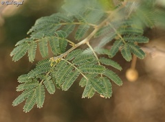 Acacia pachyceras
