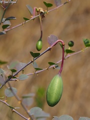 Capparis zoharyi