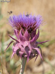 Cynara syriaca