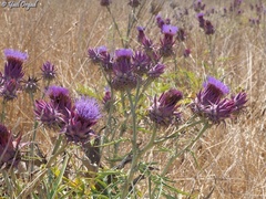 Cynara syriaca