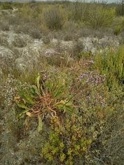 Limonium narbonense